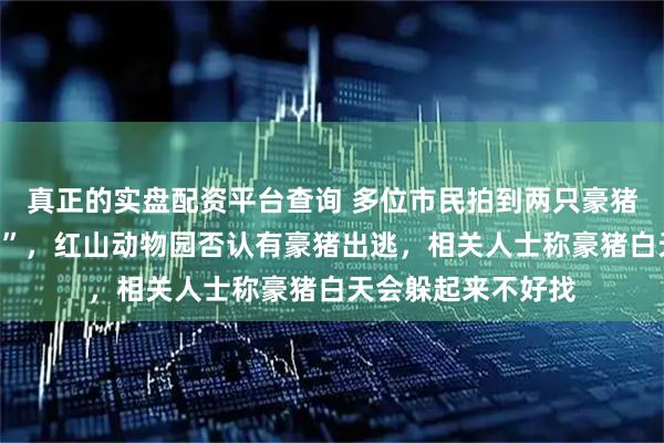 真正的实盘配资平台查询 多位市民拍到两只豪猪在南京街头“夜跑”,红山动物园否认有豪猪出逃,相关人士称豪猪白天会躲起来不好找